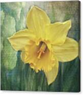 Daffodils In Bloom Canvas Print