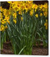 Daffodils Standing Tall Canvas Print