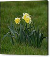 Daffodils Canvas Print