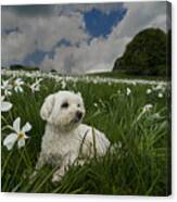 Daffodils White Blossoming With Little White Lilly 4 Canvas Print