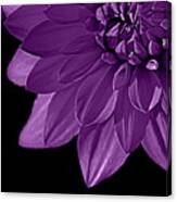 Dahlia I Purple Canvas Print