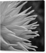 Dahlia Petals In Black And White Canvas Print