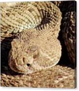 Diamondback Rattlesnake Head 062414a Canvas Print