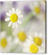 Daisies In Morning Mist Canvas Print
