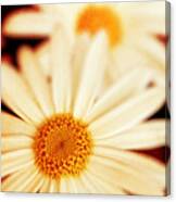 Daisies Canvas Print