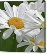 Daisy - Www.rothgalleries.com Canvas Print