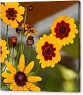 Daisy Delights Canvas Print