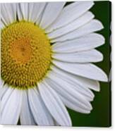 Daisy Detail Canvas Print