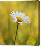 Daisy Enveloped By A Spring Glow Canvas Print