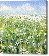Daisy Field Canvas Print