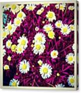 #daisy #floral #flower #pretty #beauty Canvas Print