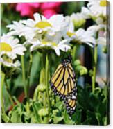 Daisy Flowers And Butterfly Photo Canvas Print