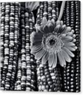 Daisy On Indian Corn Black And White Canvas Print