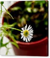 Daisy Or What. Canvas Print