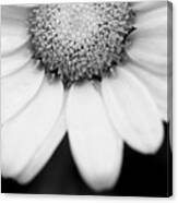Daisy Smile - Black And White Canvas Print