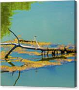 Damselfly On A Branch On A Lake Canvas Print