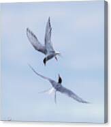 Dancing Arctic Terns Canvas Print