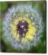 Dandelion Square Canvas Print