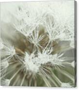 Dandelion With Droplets I Canvas Print