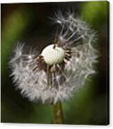 Dandelion.
Going To Seed Canvas Print
