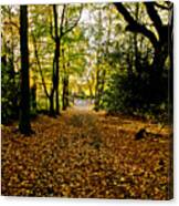 Dark Alley And Sunlit Foliage. Canvas Print