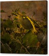 Dark Textured Sunflower Canvas Print
