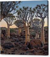 Dawn And Quiver Trees-namibia Canvas Print