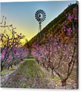 Dawn In The Orchard Canvas Print