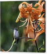 Day Hummer Canvas Print