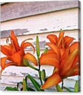 Day Lilies And Peeling Paint Canvas Print