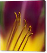 Daylily Abstract Canvas Print
