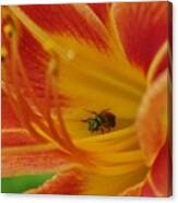Daylily With A Green Ant Canvas Print