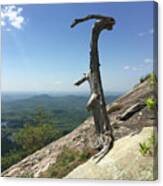 Decaying Tree At The Top Of Table Rock Trail South Carolina Canvas Print