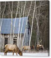 December Elk In Lost Valley Canvas Print