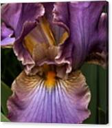 Deep Lavender Iris Canvas Print