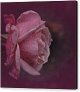 Deep Pink Nov Rose Canvas Print