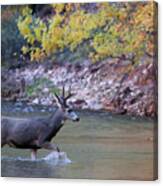 Deer Crossing River Canvas Print