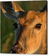Deer Head Shot Canvas Print