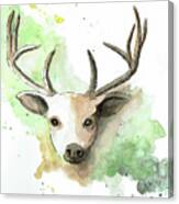 Deer Ii Canvas Print