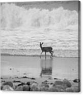 Deer In Ocean Black And White Canvas Print