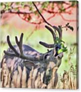 Deer In The Orchard Canvas Print