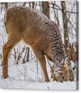 Deer Looking For Food Canvas Print