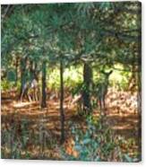 1011 - Deer Of Croswell I Canvas Print