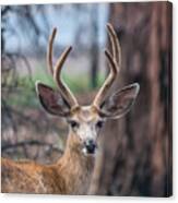 Deer Stare Canvas Print
