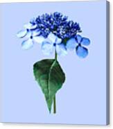 Delicate Blue Lacecap Hydrangea Canvas Print