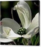 Delicate Dogwood Canvas Print