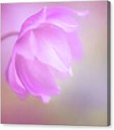 Delicate Pink Anemone Canvas Print