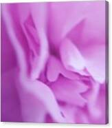 Delicate Pink Canvas Print
