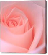 Delicate Pink Rose Canvas Print