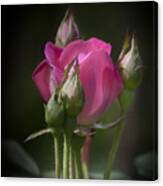 Delicate Rose With Buds Canvas Print